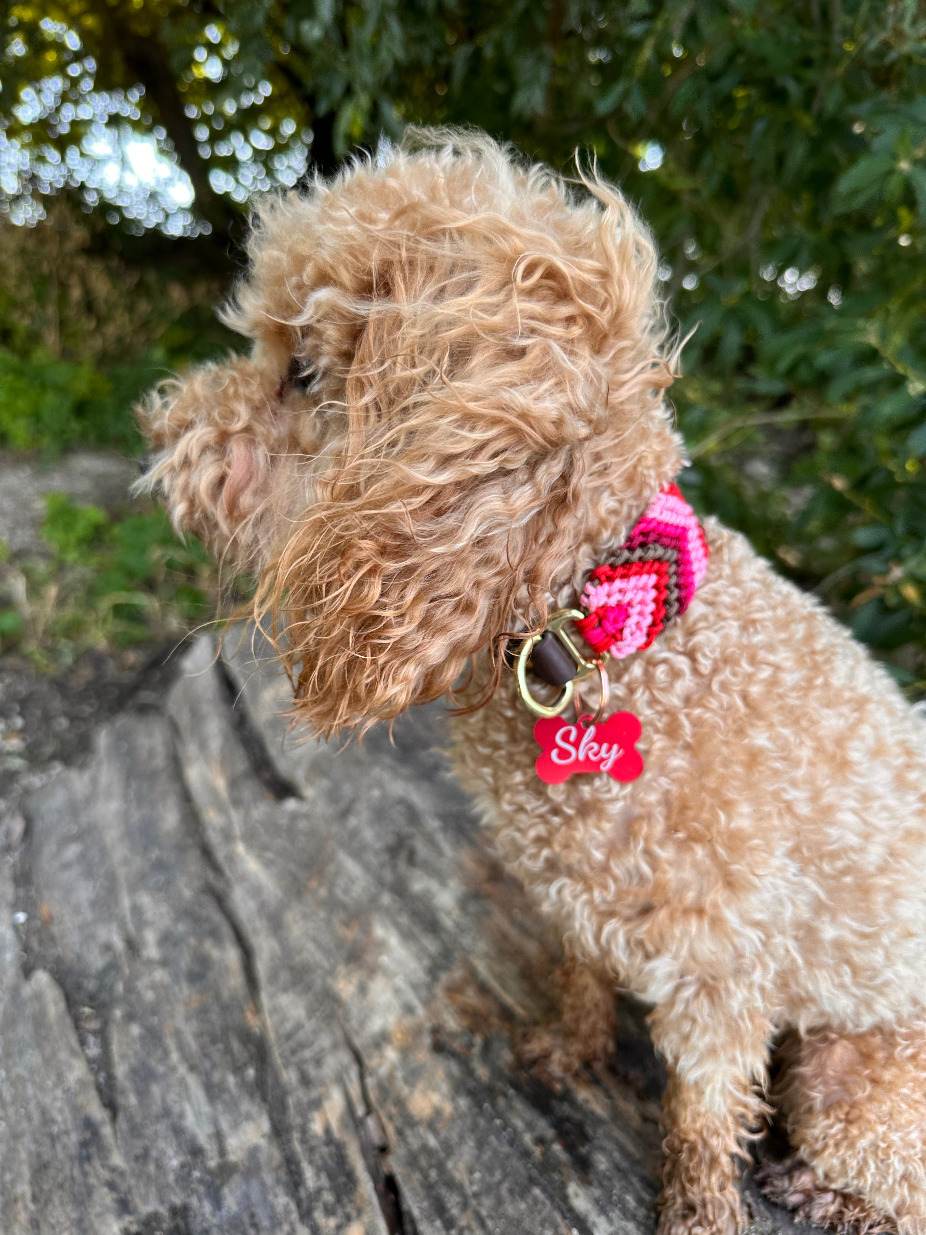 Personalized Engraved Pet Tag for Dogs & Cats